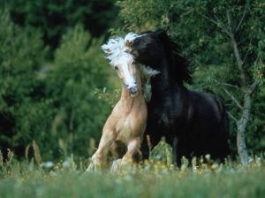 wild-horses-playing